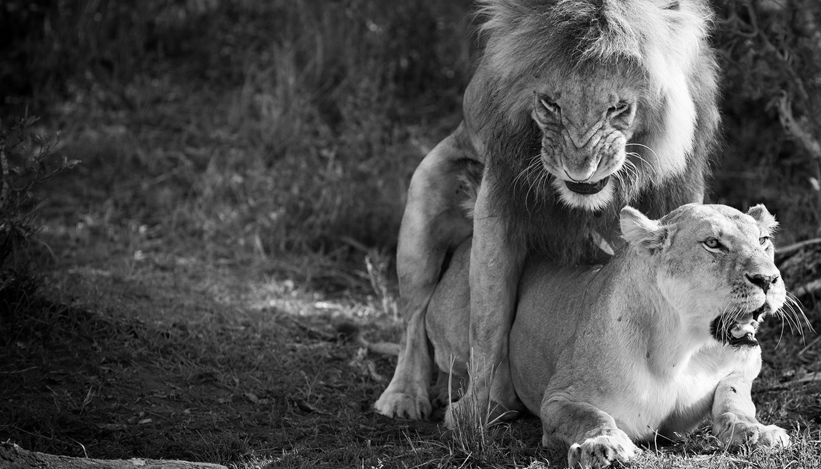lions mating slider