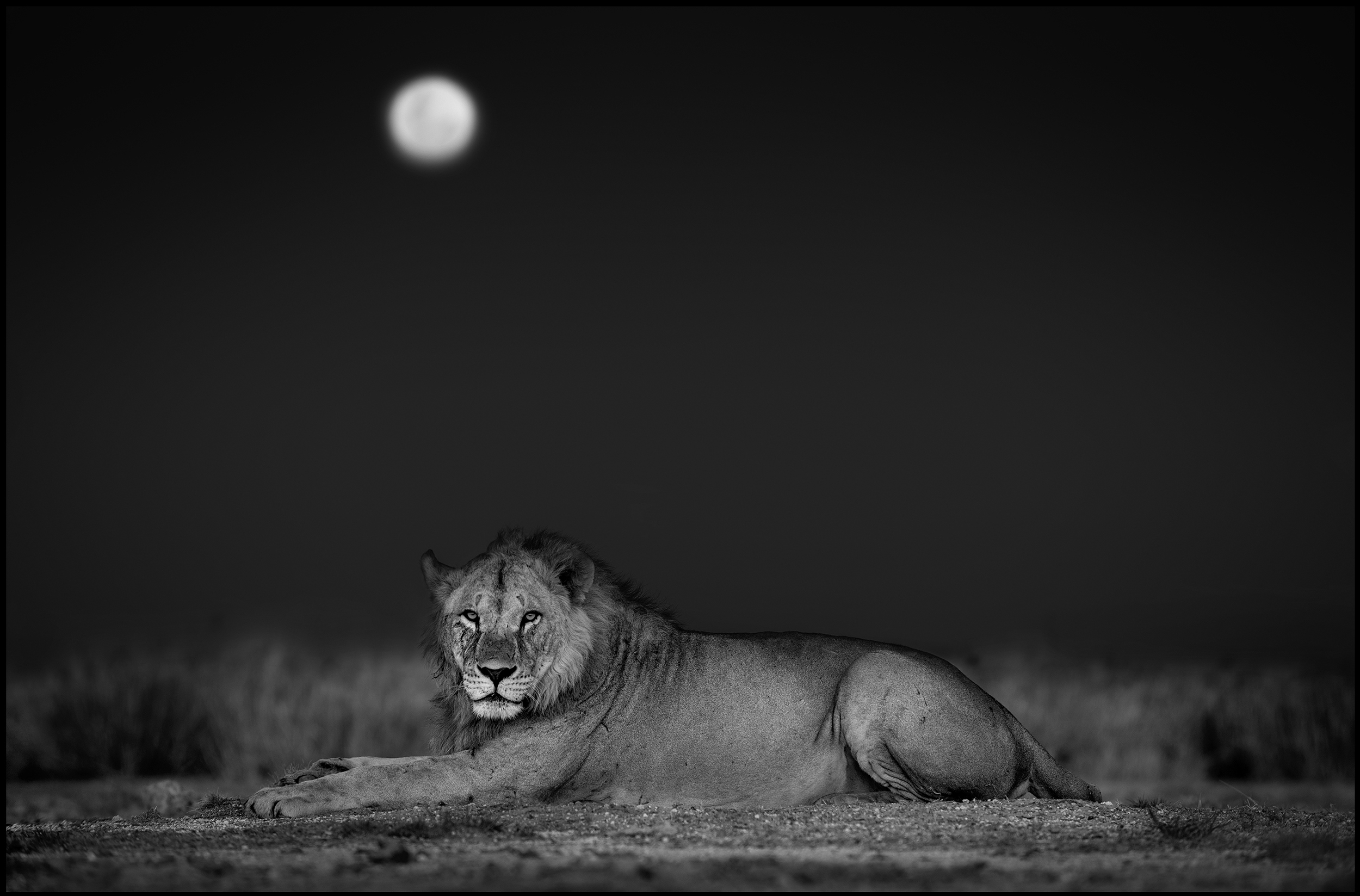 Lion Under Moon