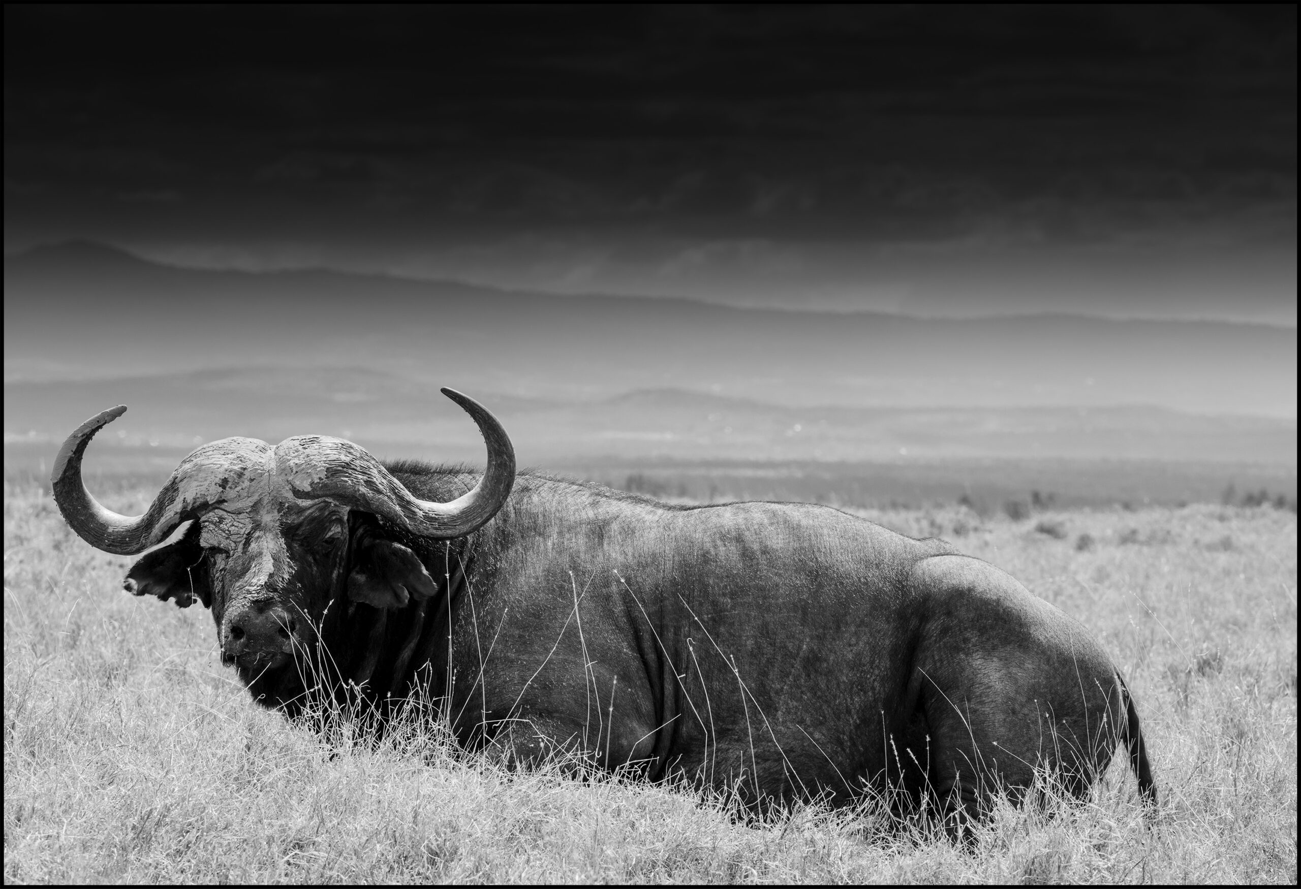 buffalo laying