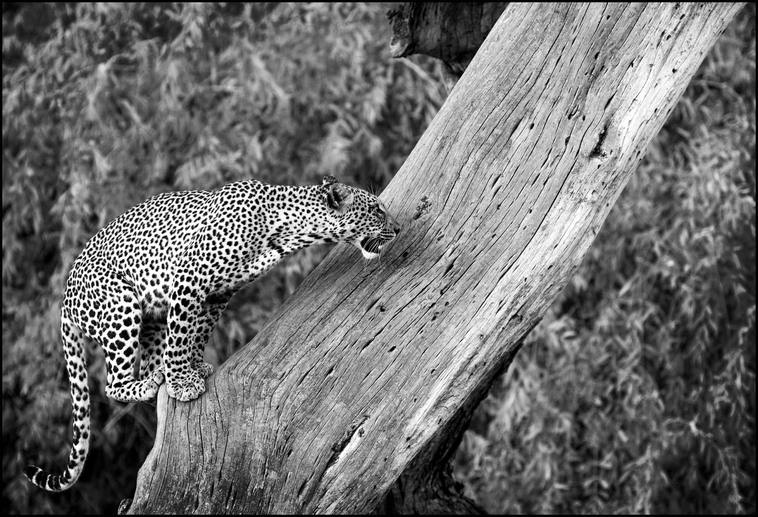 c-leopard crouched