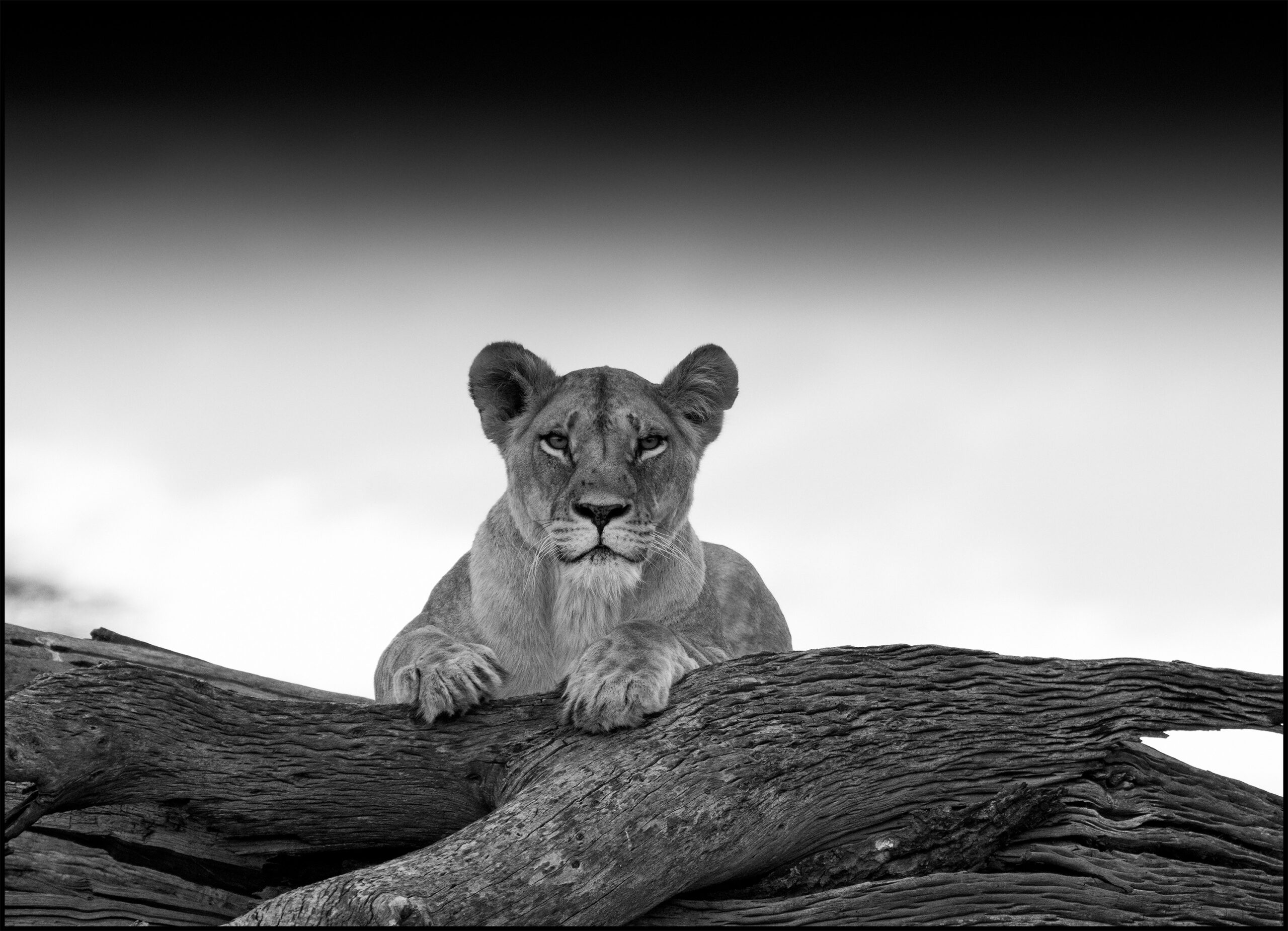 c-lioness face on log