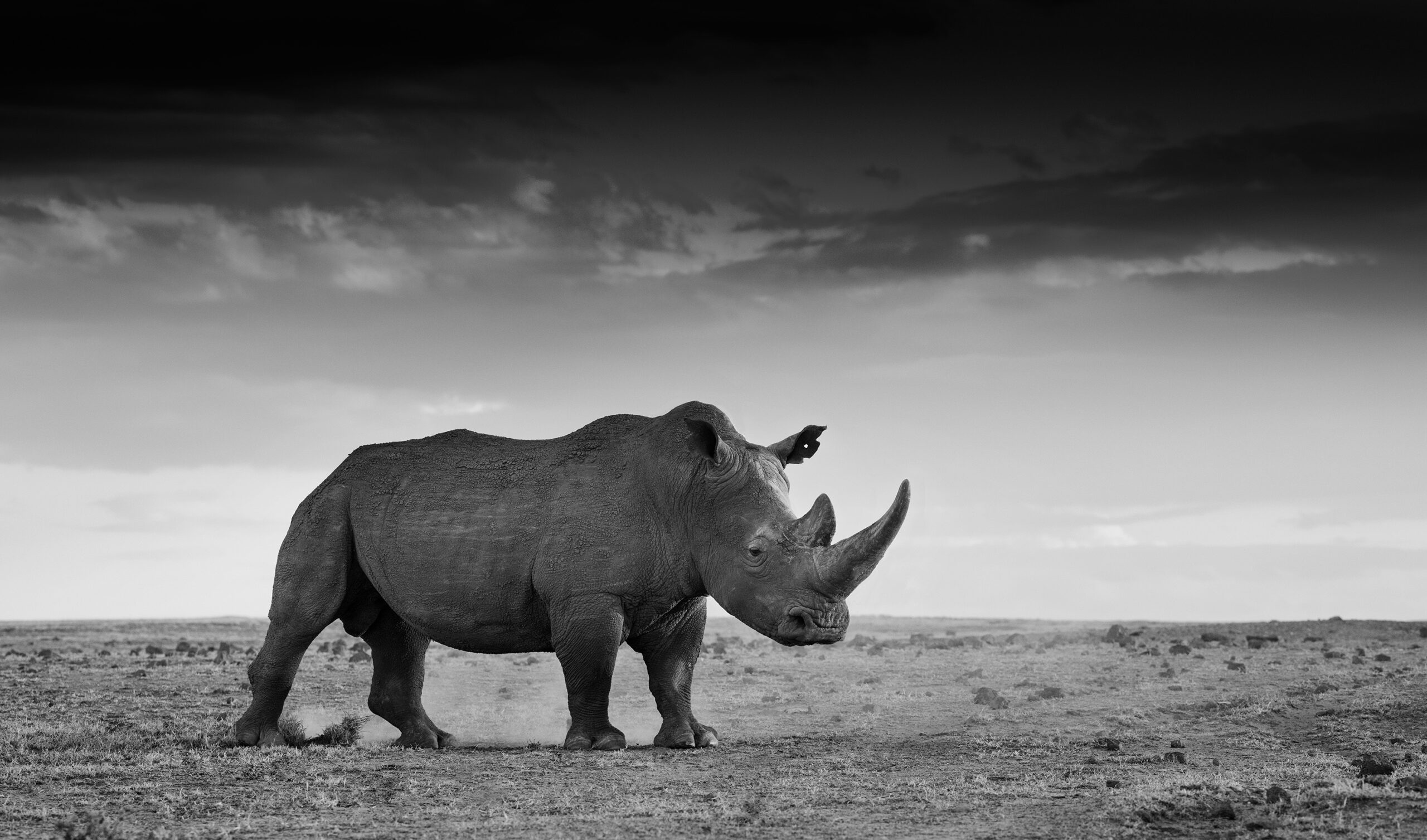 c-rhino large southern