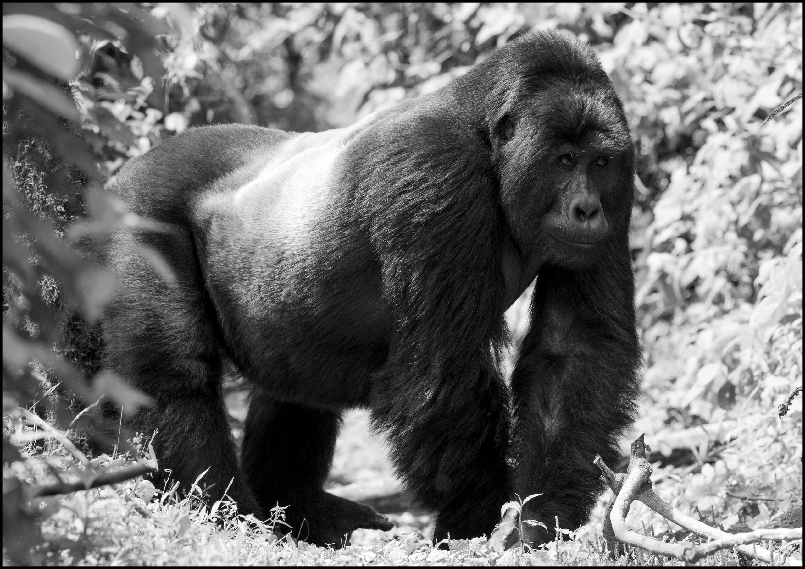 c-silverback on hands