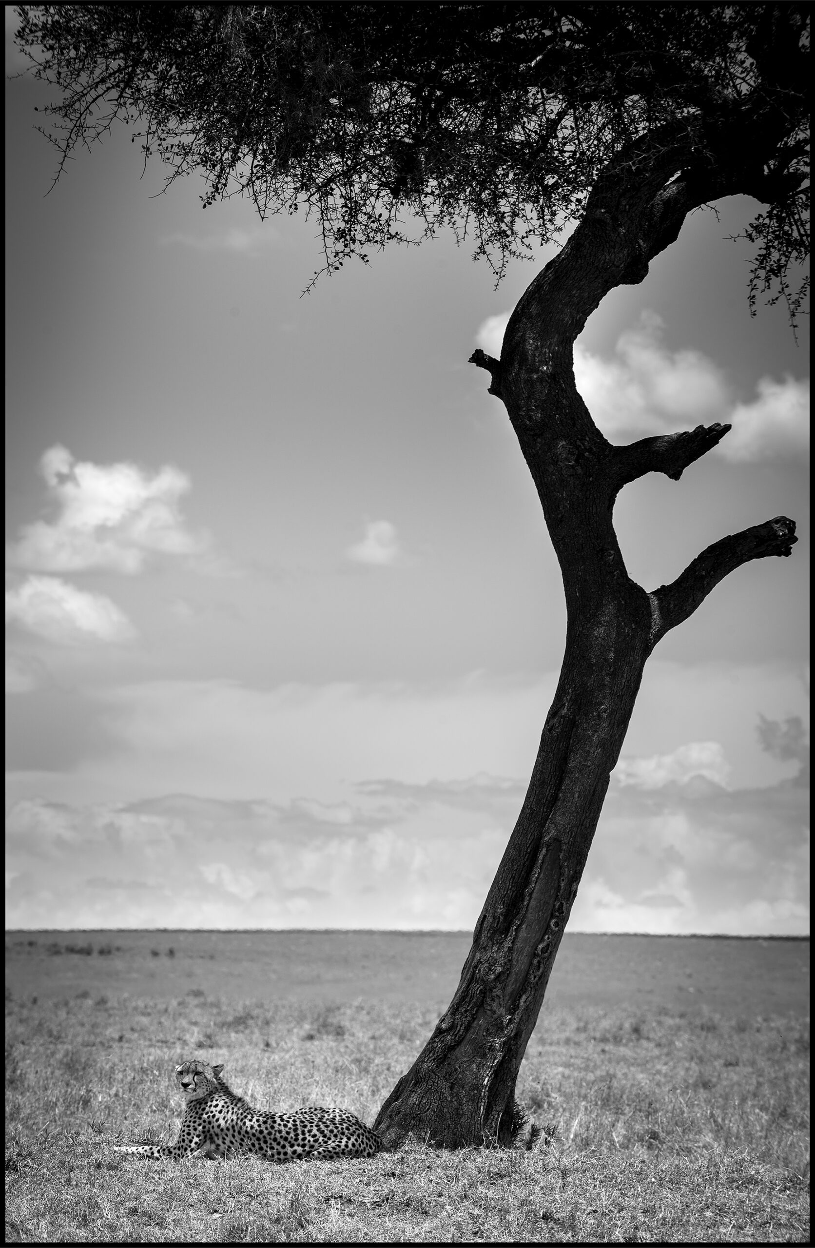 cheetah under tree maasai mara