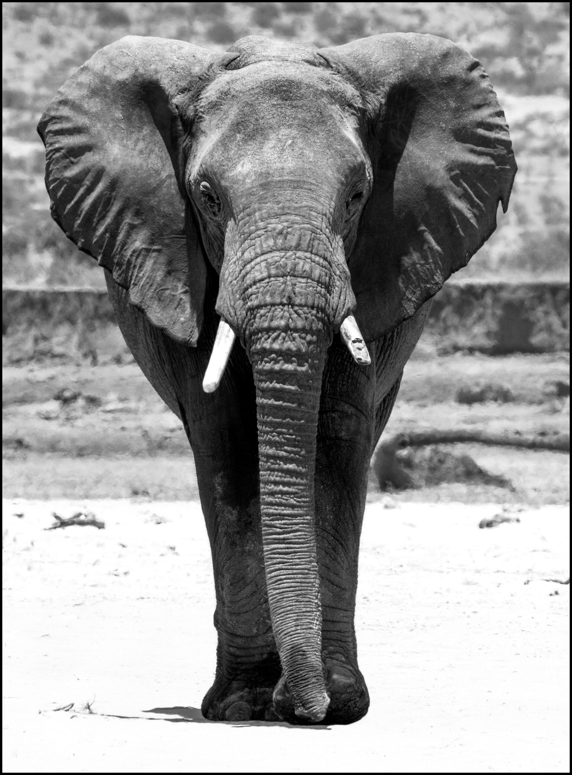 elephant portrait samburu
