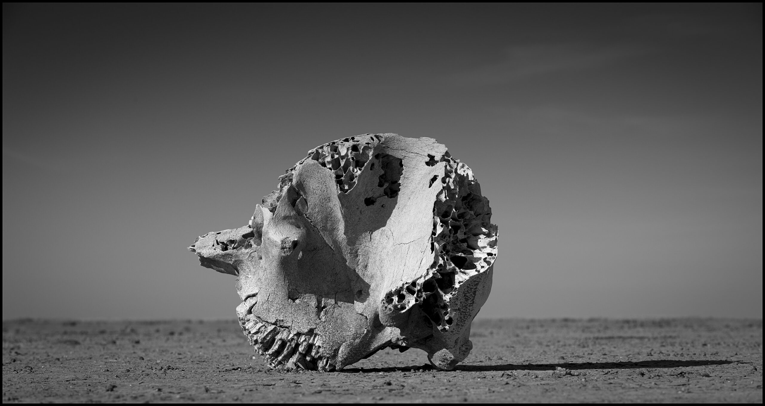 elephant skull on lakebed amboseli