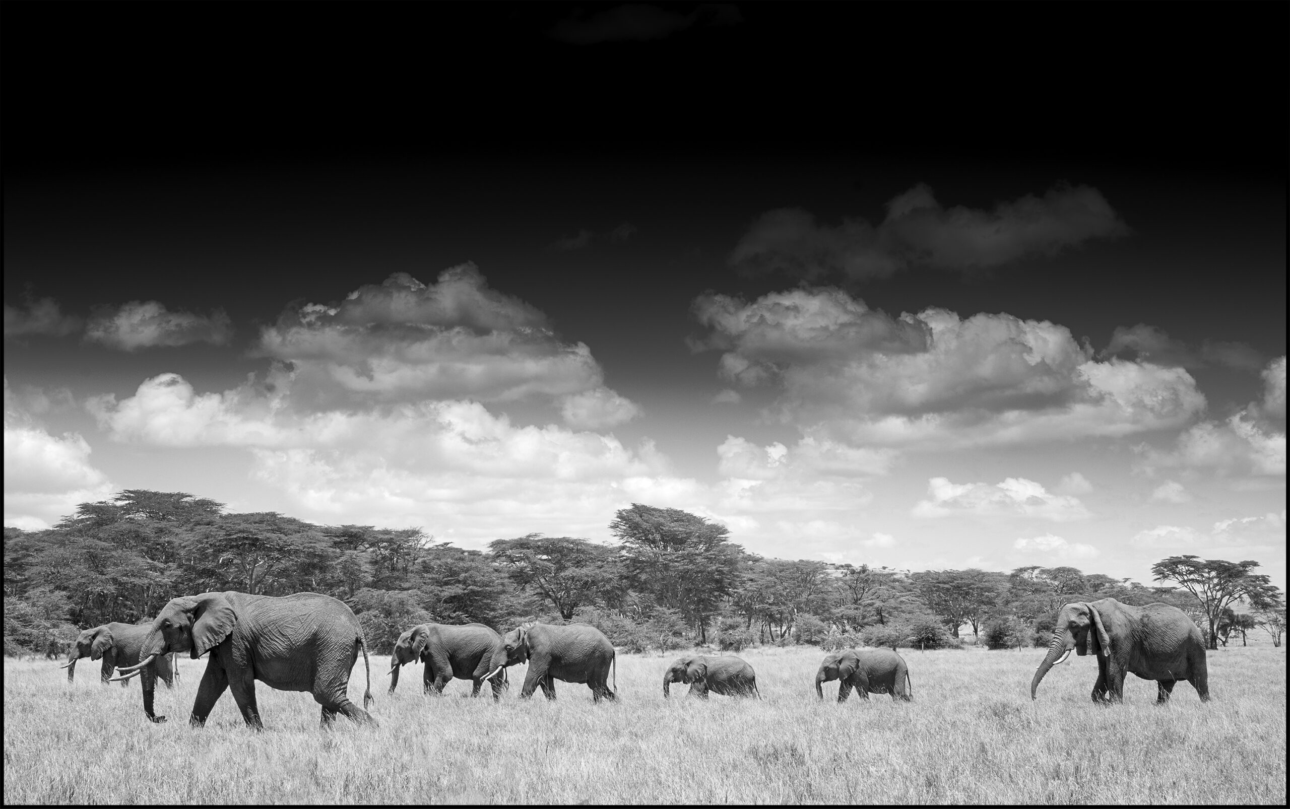 elephants lewa clouds and grass