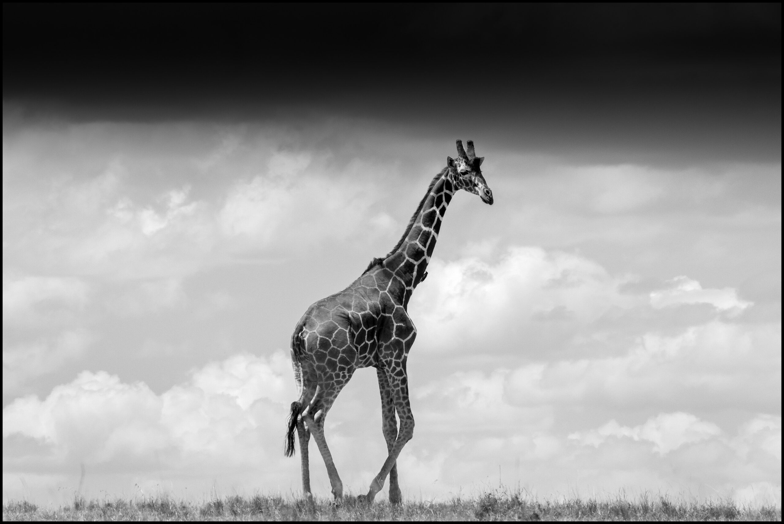 giraffe wide