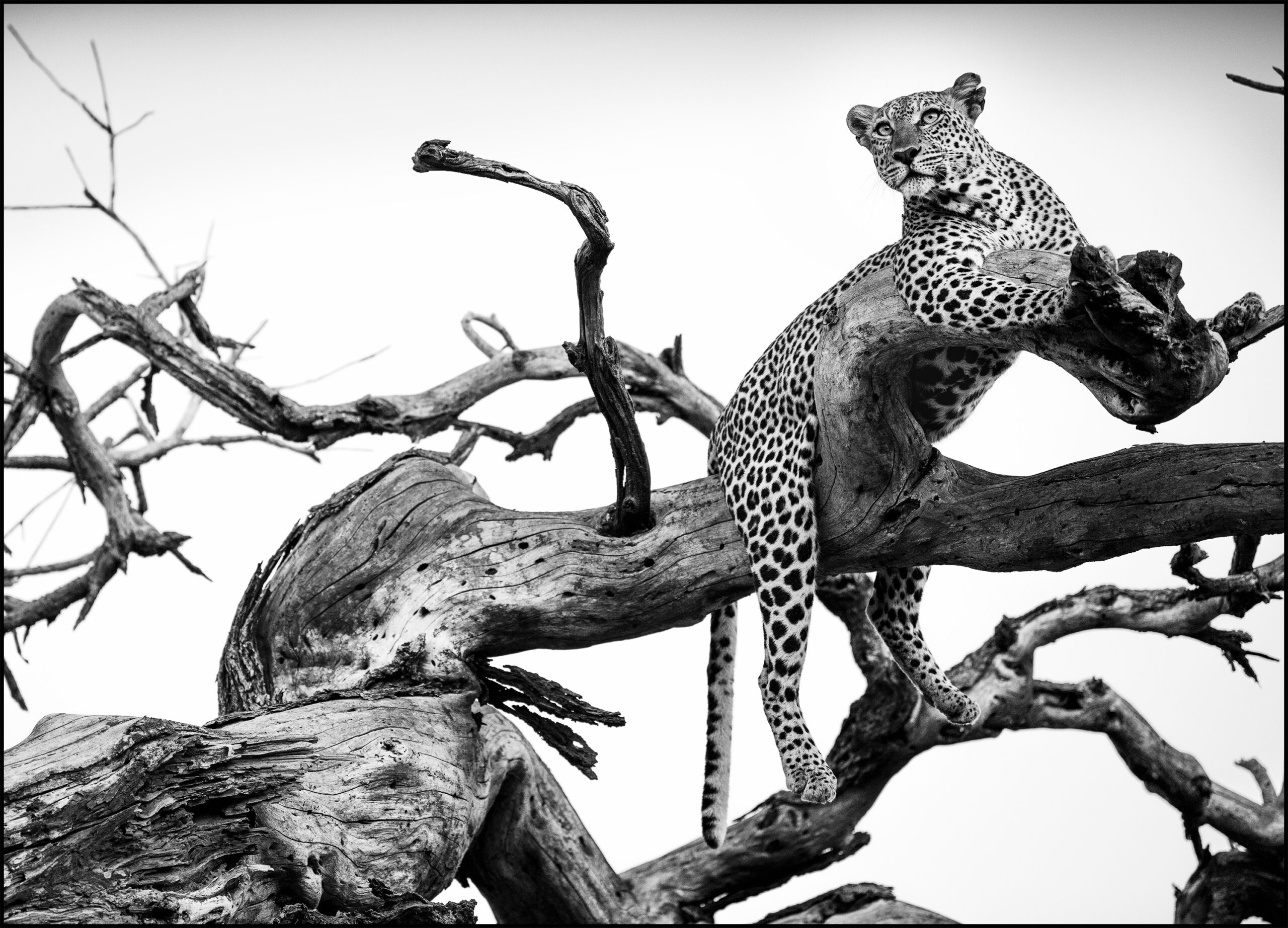 leopard in tree
