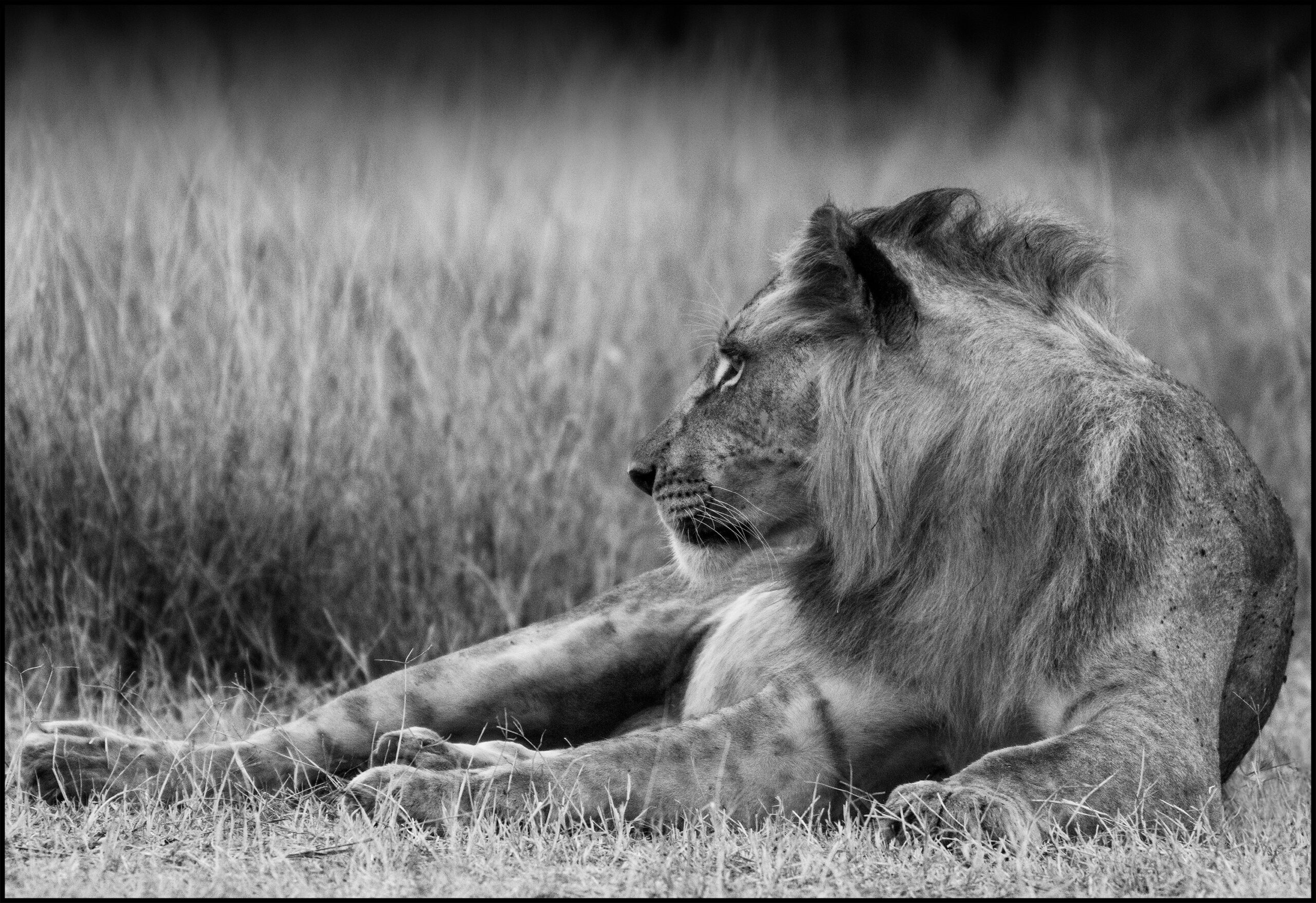 lion cub side portrait