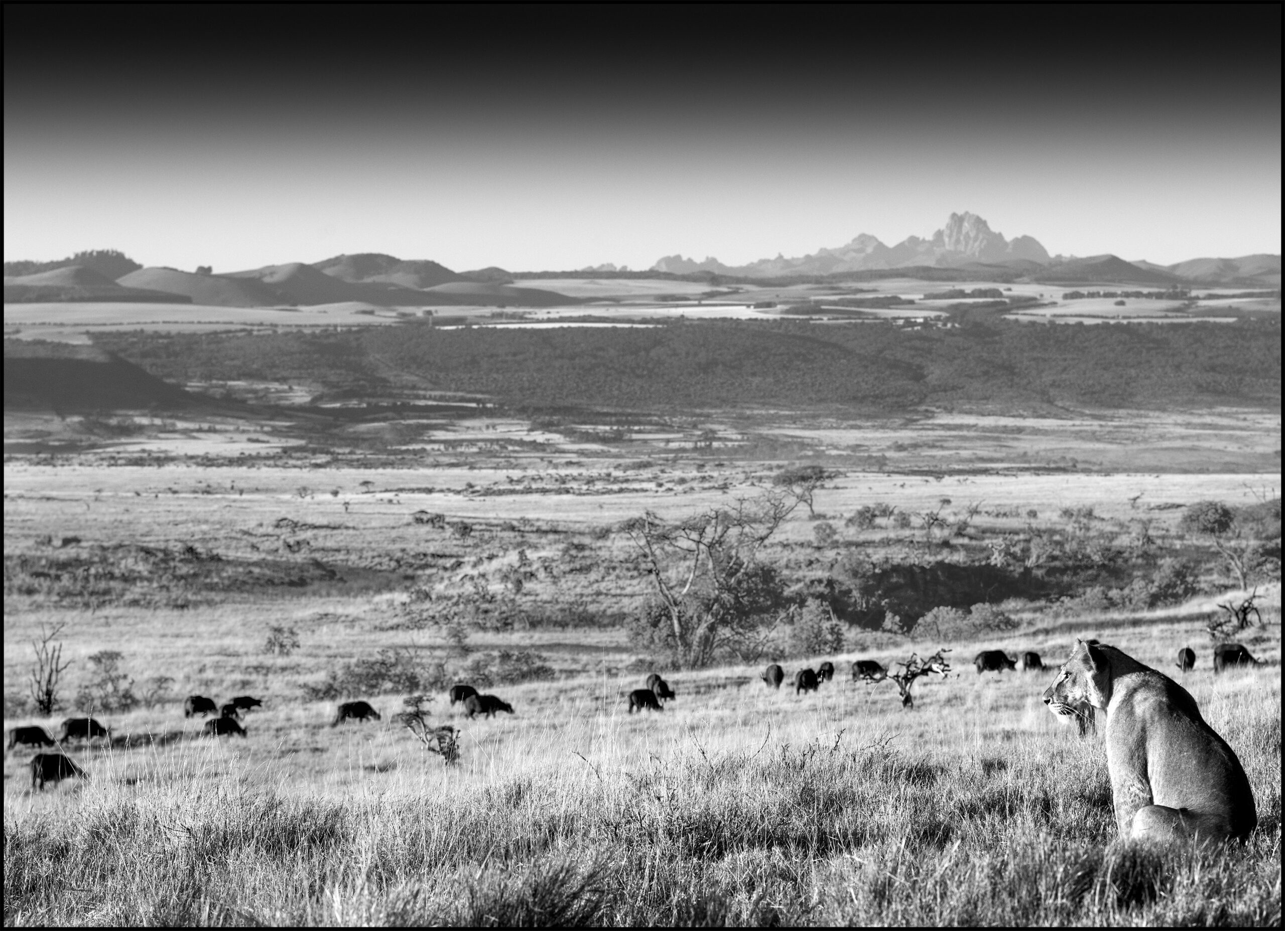 lion landscape lewa