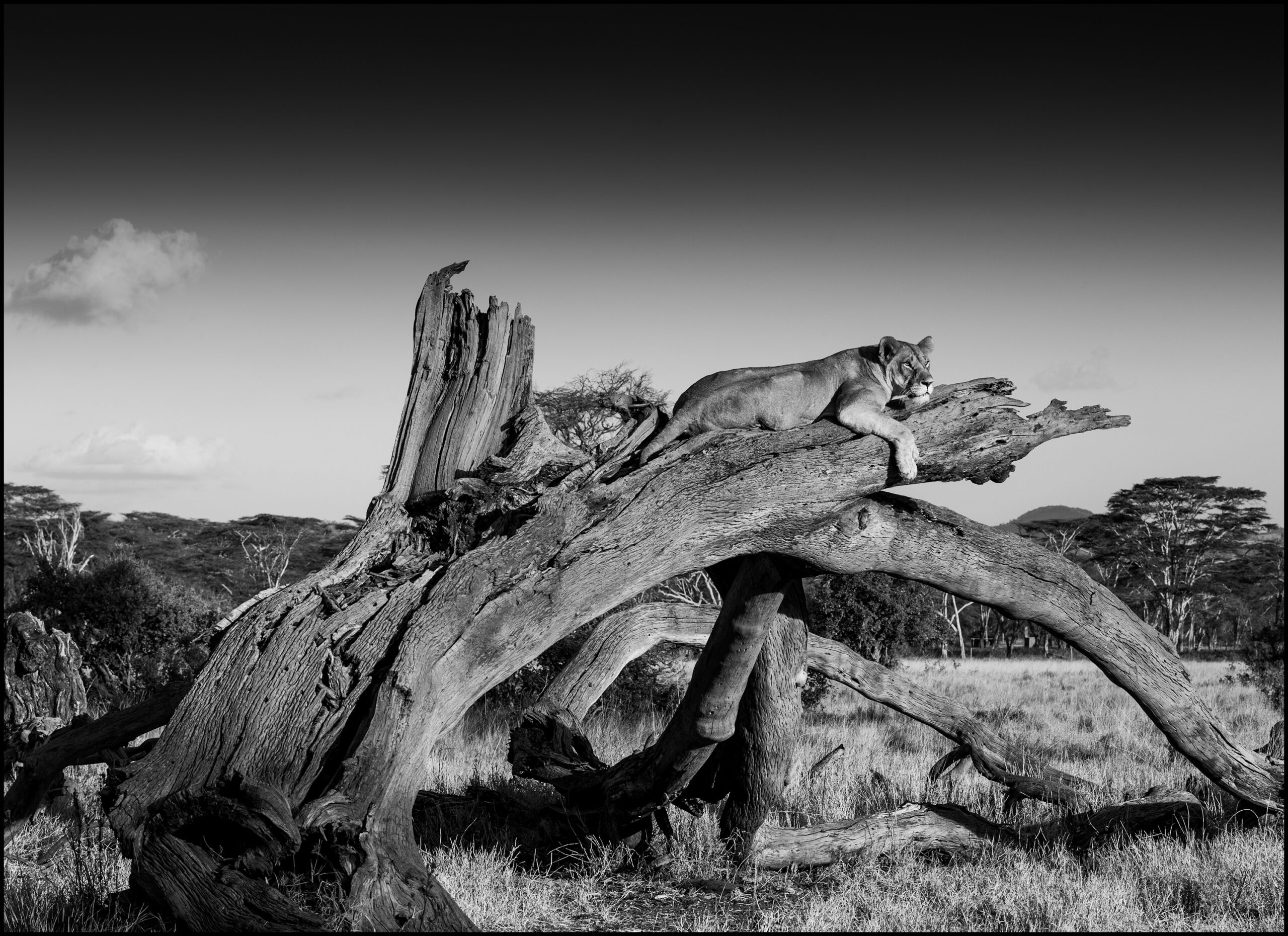 lioness on tree