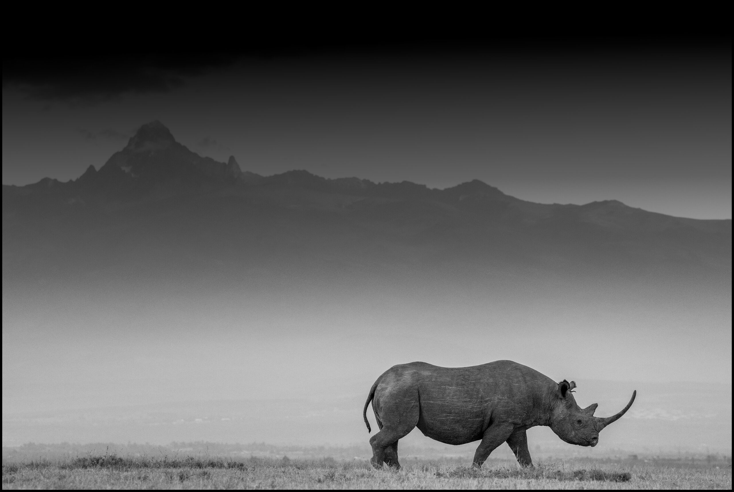 rhino black long horn under kenya