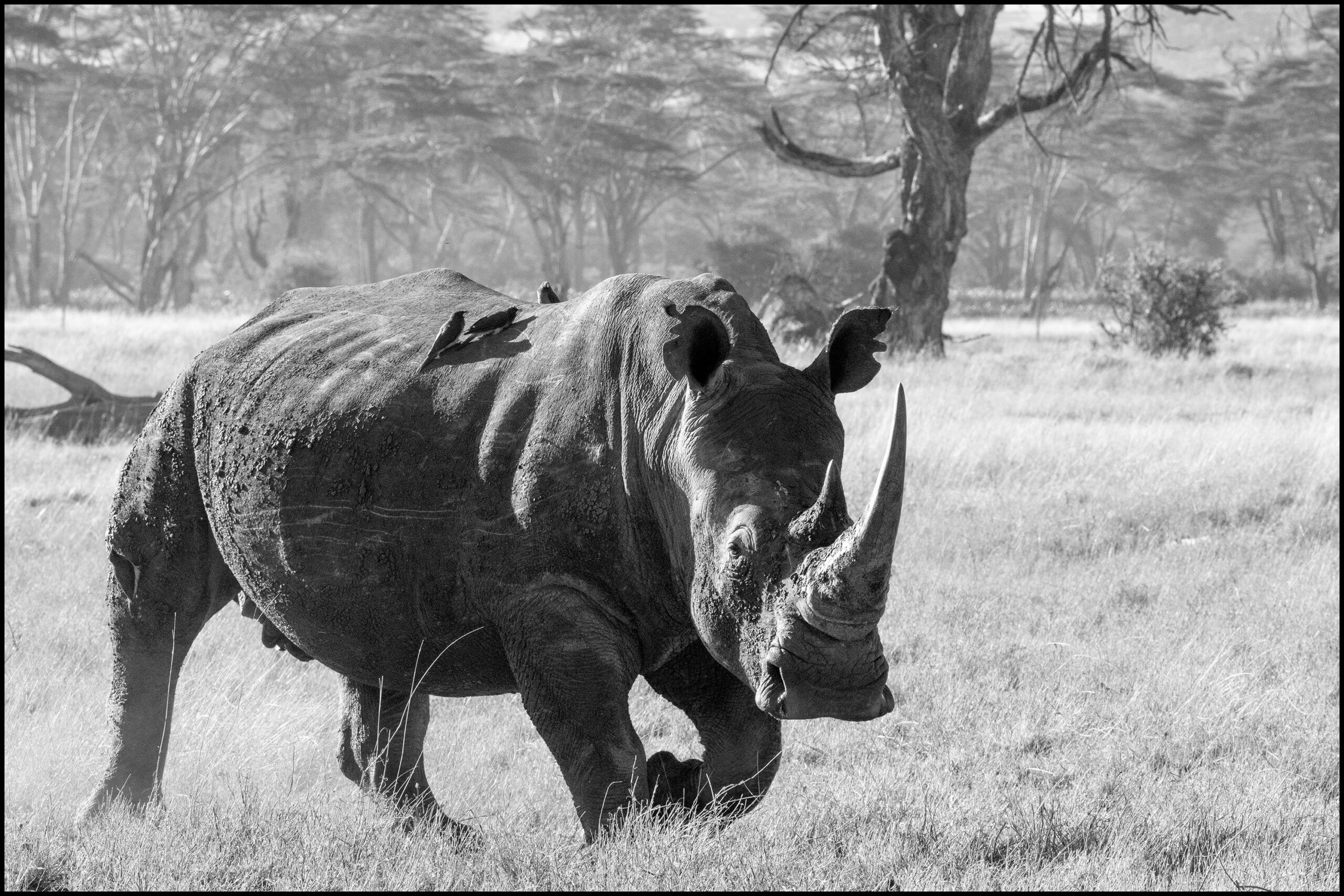 rhino jurasic southern white