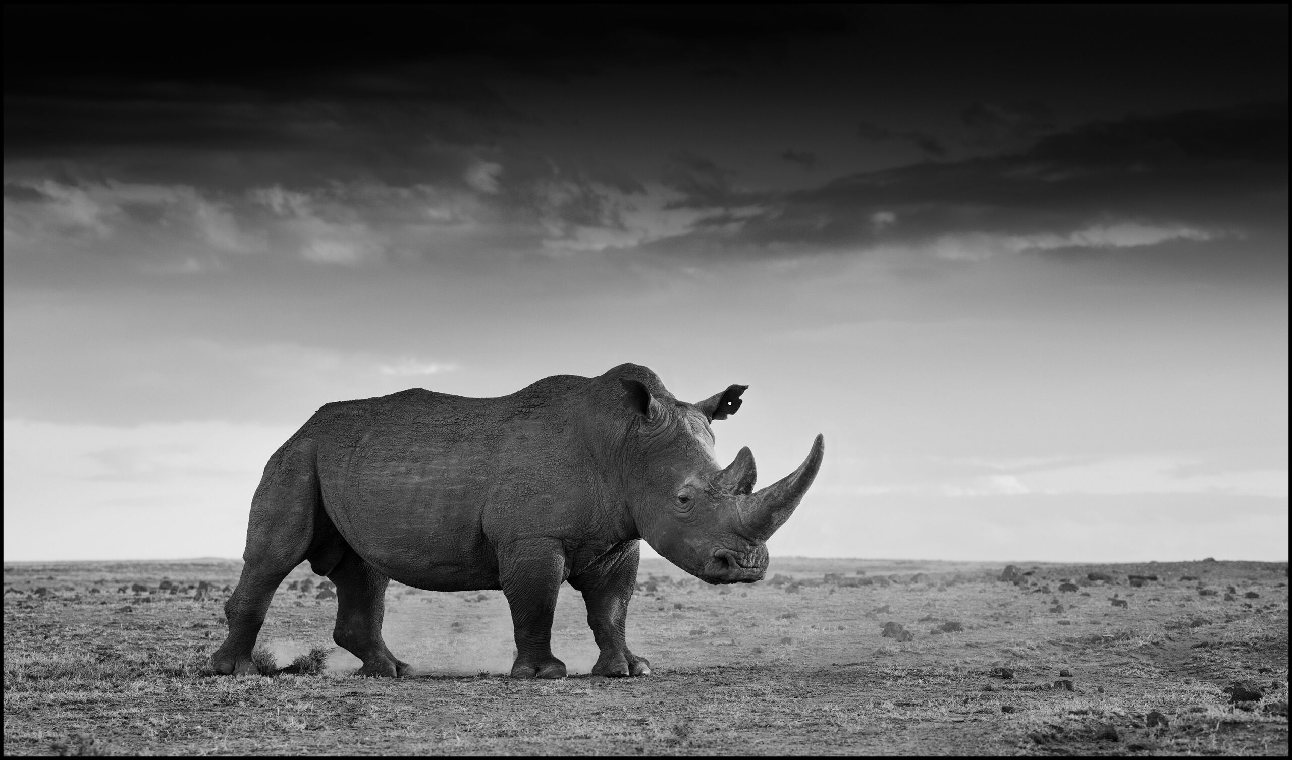 rhino large southern