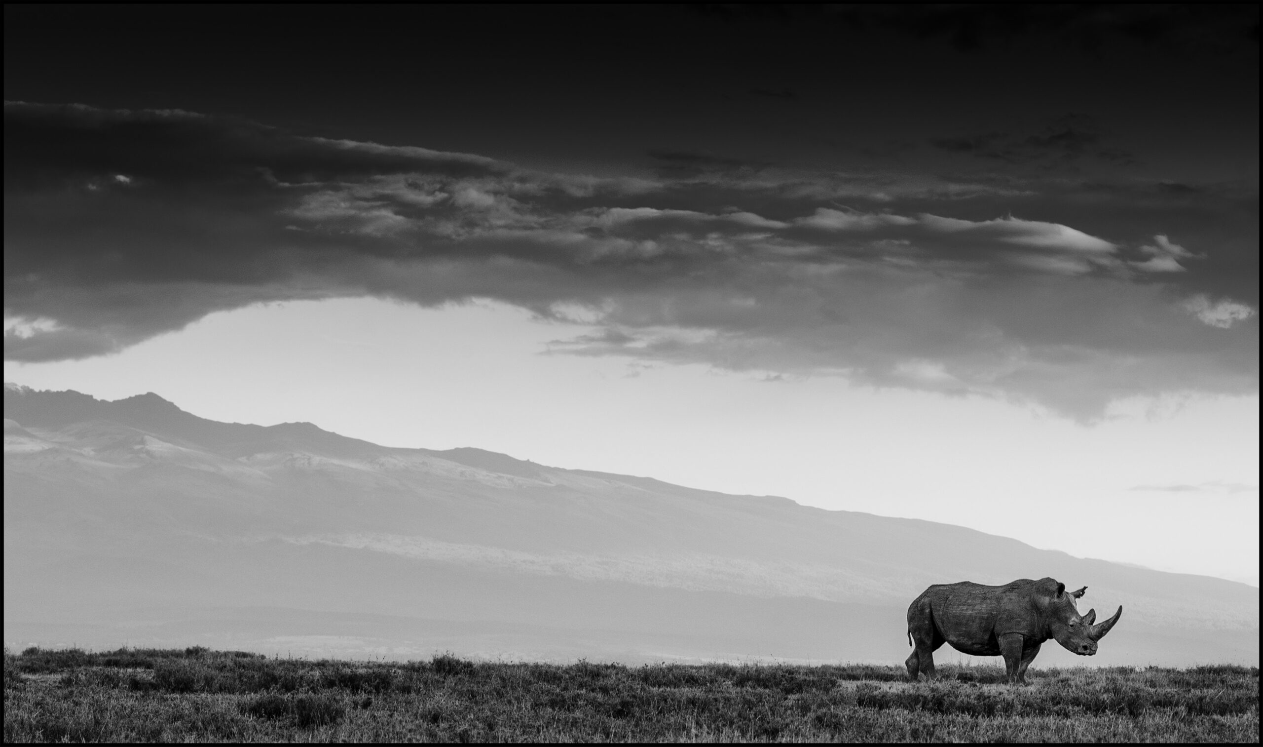 rhino southern white under clouds