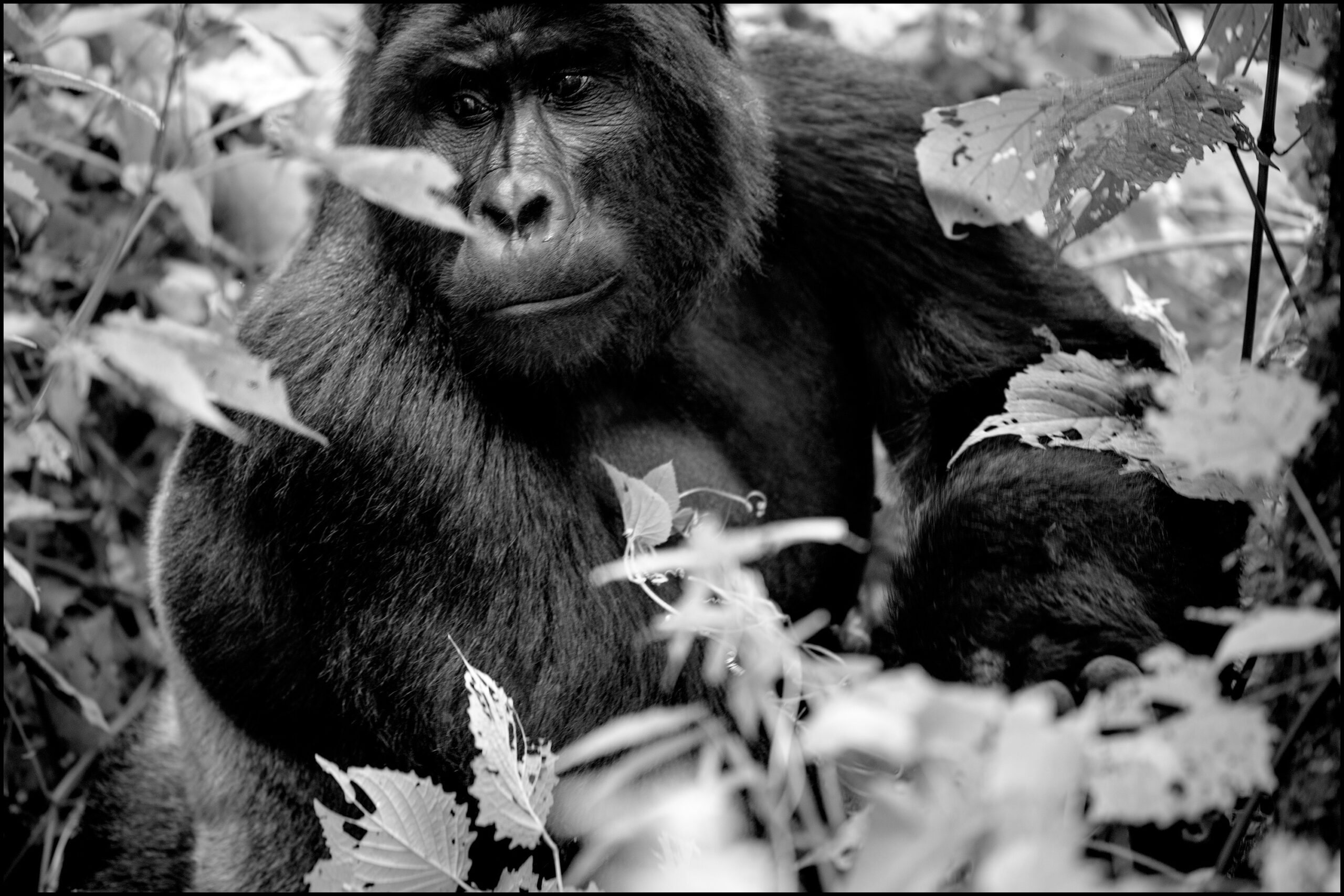 silver back coming through