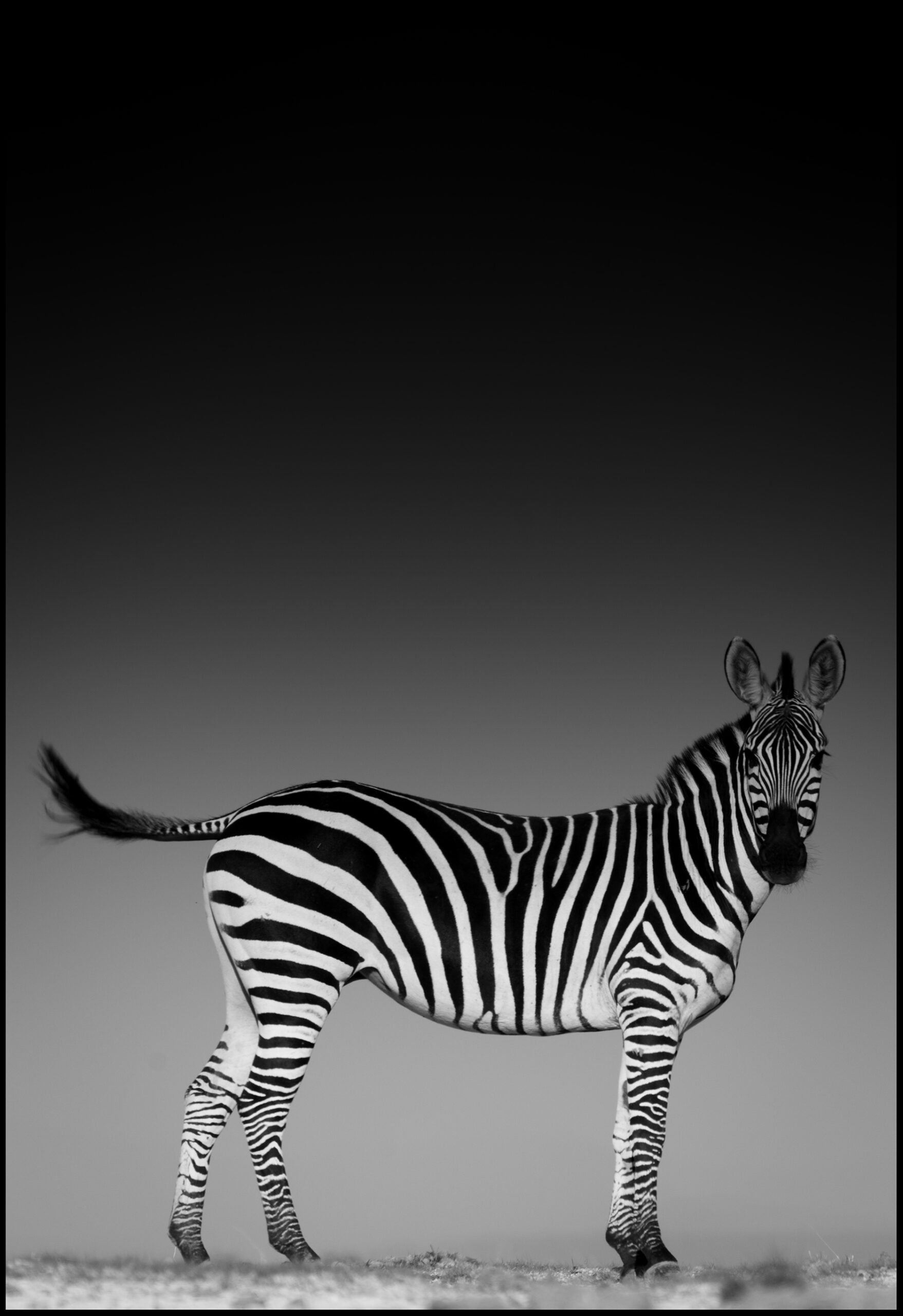 zebra portrait amboseli